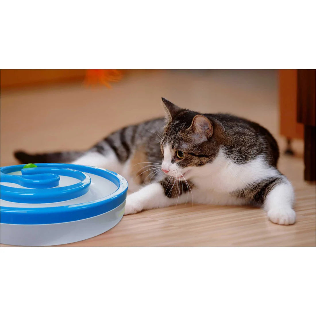 Interactive Cat Track Circle with LED Sound Light Rolling Ball - Chase Play Toy - Image 5.0