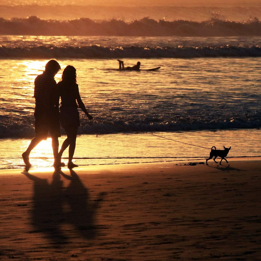 Dog Training Leash with Comfortable Handle