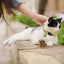 Adjustable Reflective Collars for Cats and Puppies with Bell and Safety Buckle, 6X Multicolor Pet Accessories