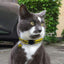 6X Adjustable Reflective Collars for Cats and Puppies with Bell and Safety Buckle, Cute Multicolor Pet Accessories