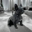 Danny French Bulldog Statue 47cm