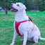 Reflective Dog Harness with Leash, No-Pull Vest Harness for Dogs, Adjustable Dog Vest with Handle, Walking Training Pet Harness XL size