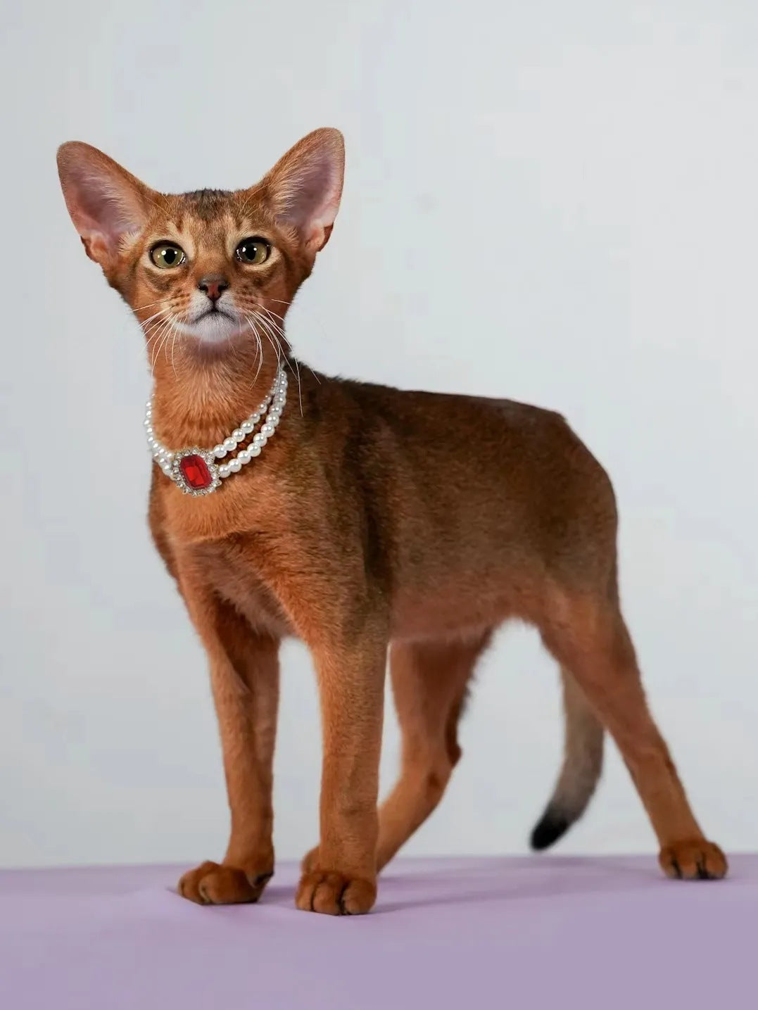 3-pcs Red Diamond  Double Strand Pearl & Rhinestone Pet Necklace - Luxury Collar for Cats & Dogs Size S (20-26CMCM)