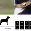 L Blue-green Secure Nylon Dog Collar with Built-in Apple AirTag (not included) Holder Case - Pet Tracker Accessory