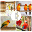 Green Automatic Bird Water Feeder Bottle (200ml) - Leakproof No-Drip Dispenser for Parrots