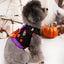 S Halloween Pumpkin Dog Harness Dress - Festive Costume Vest with Leash Ring for Small Dogs