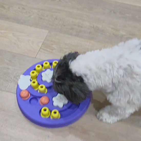 Advanced sliding maze dog puzzle toy with treat compartments for mental stimulation – PawStock Australia