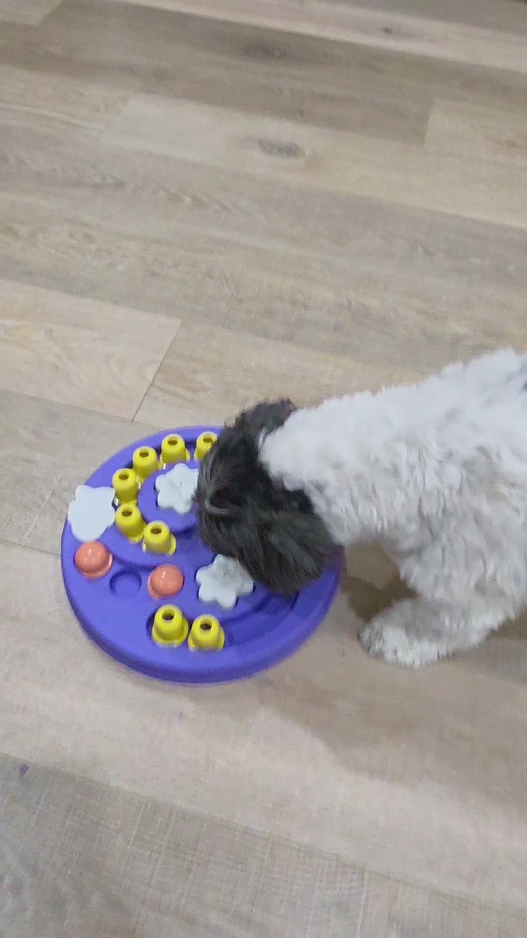 Advanced sliding maze dog puzzle toy with treat compartments for mental stimulation – PawStock Australia